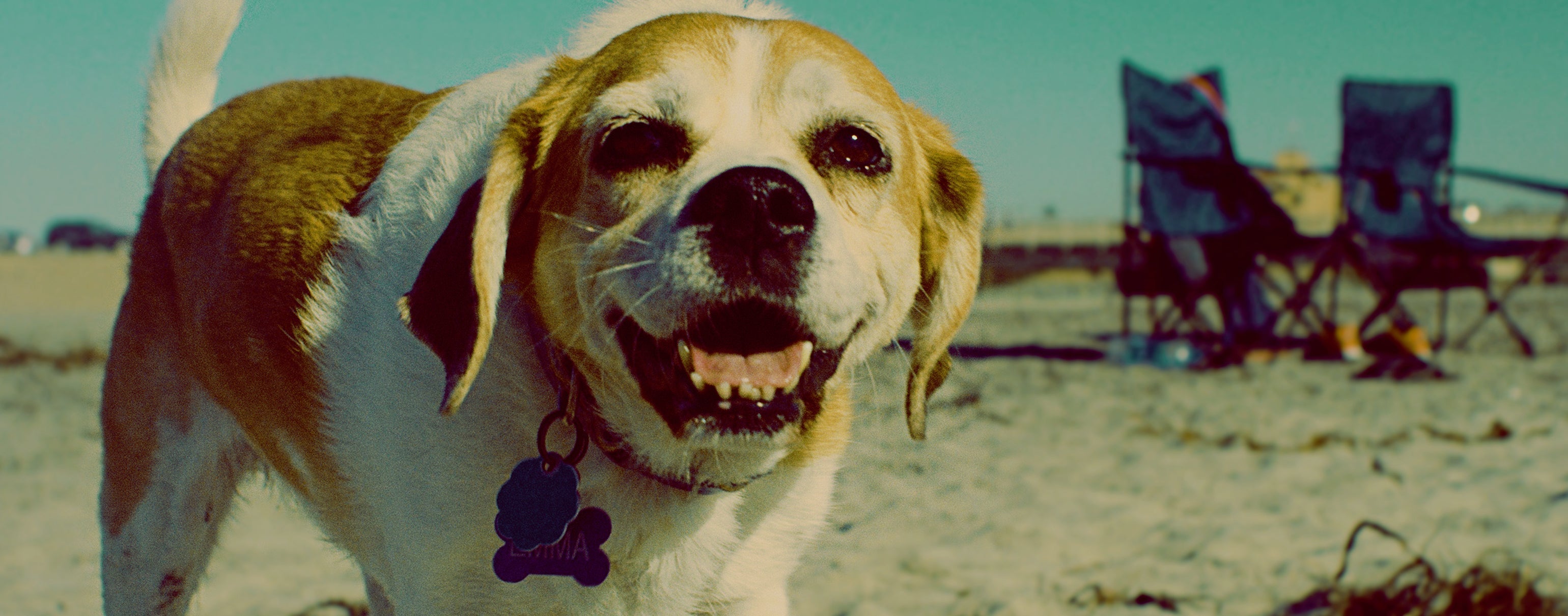 Meet the Dogs
